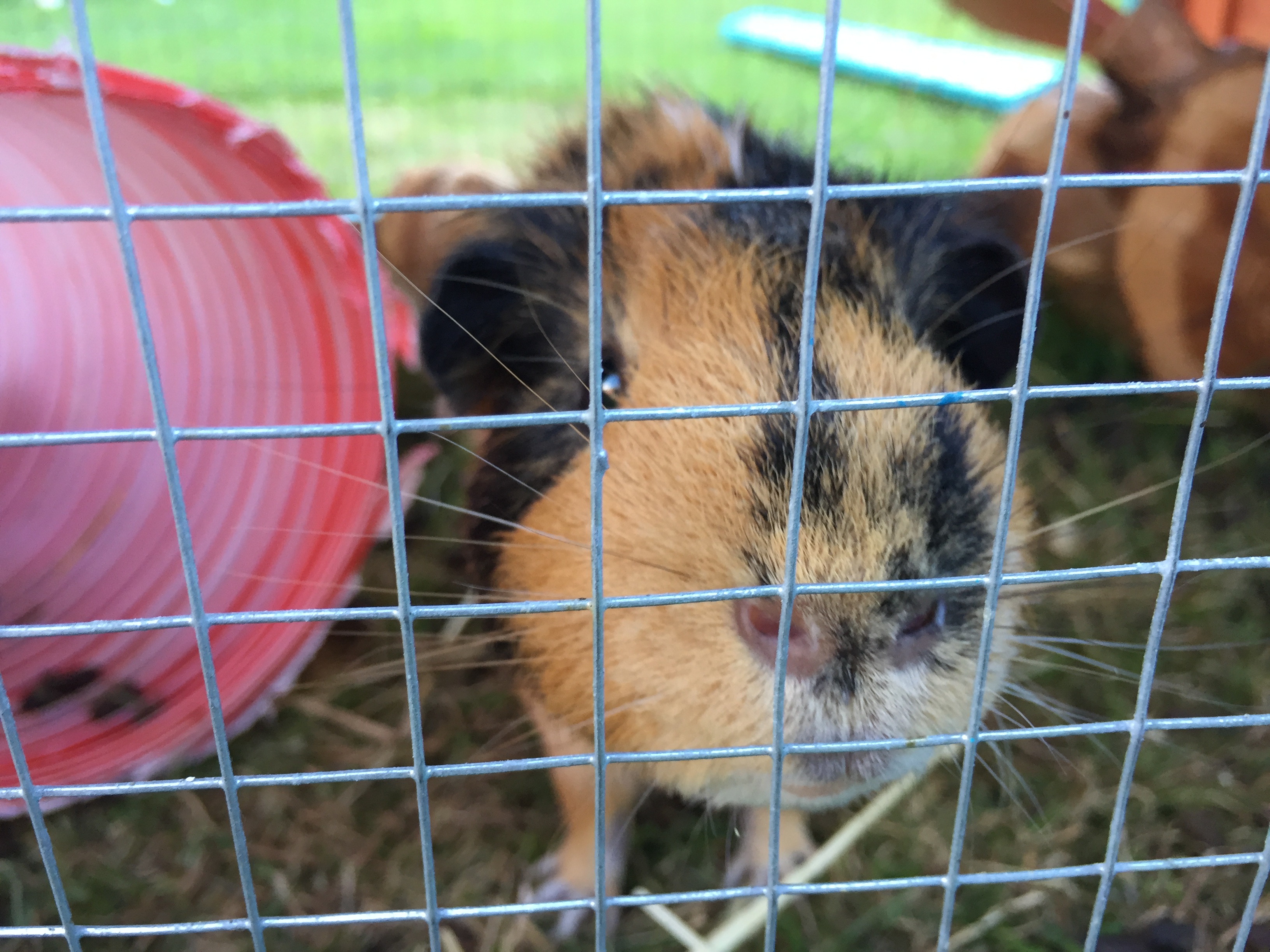 Extreme close up of a ginger guinea pig looking through a cage directly into the camera.