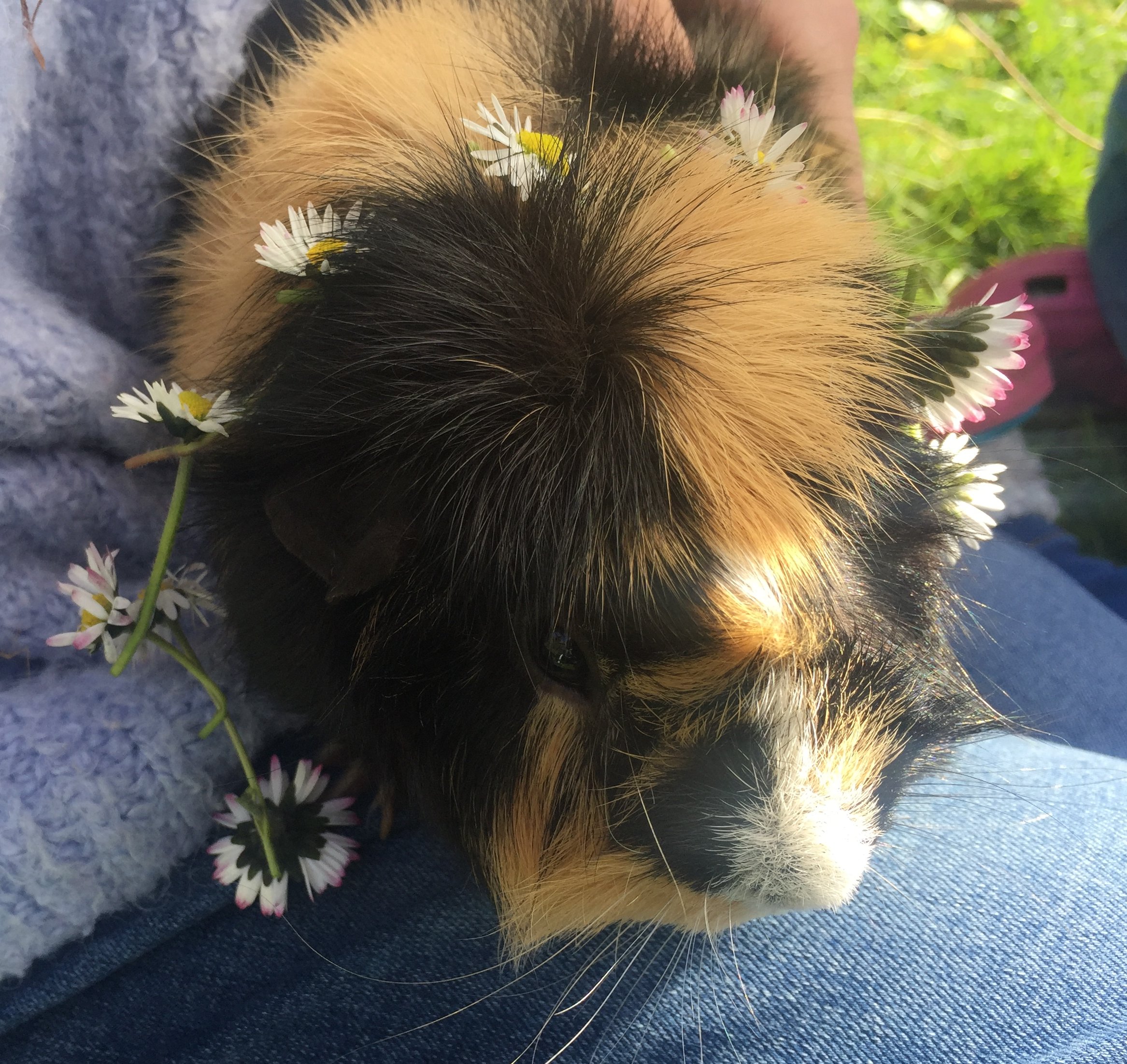 Close-up of a guinea pig sitting on in someone's arms. The guinea pig has black and ginger tufted fur and daisies around his neck.