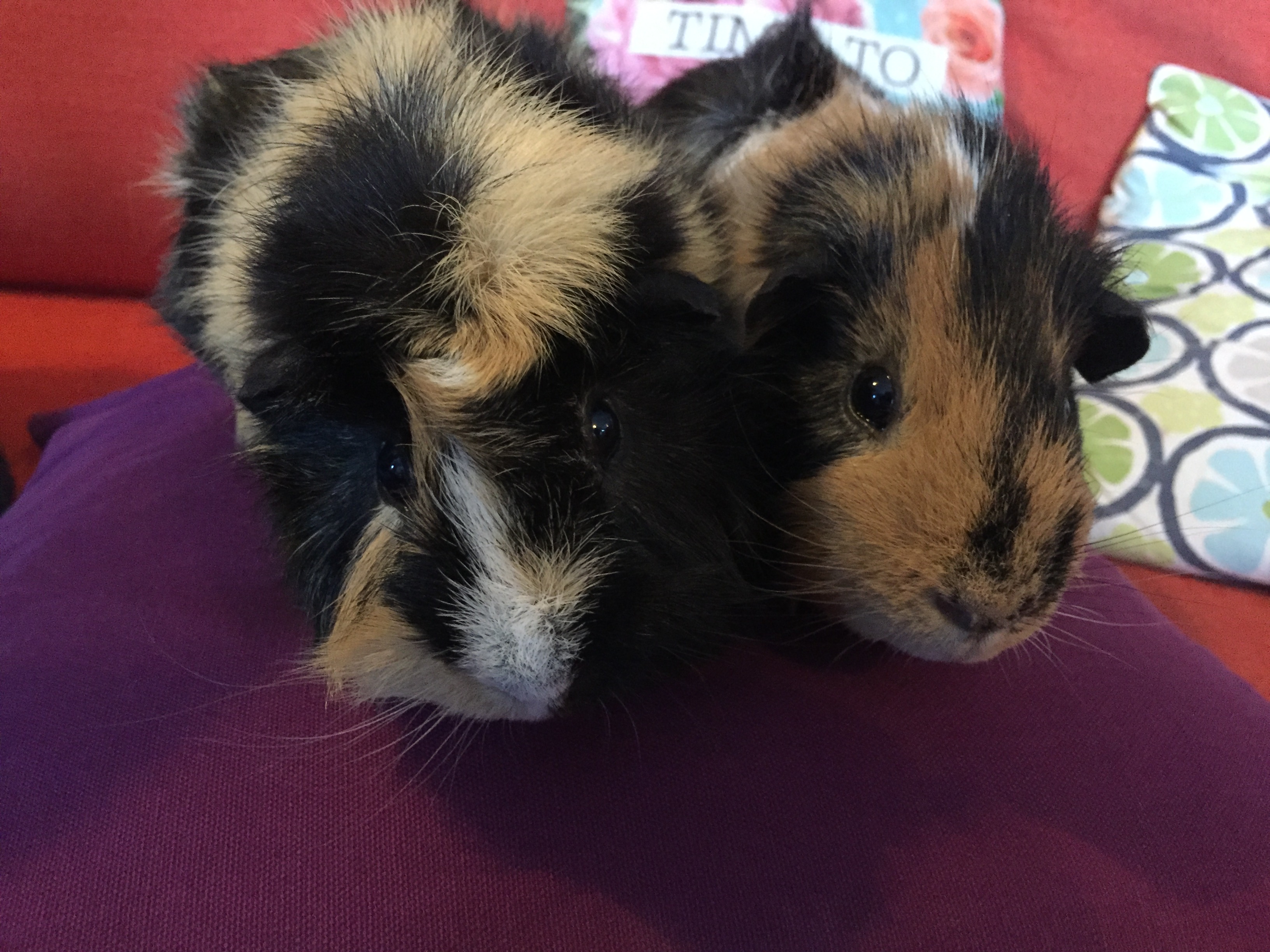 An image of a bonded pair of guinea pig brothers with similar ginger and black tufted markings. They are snuggled together and looking into the camera.