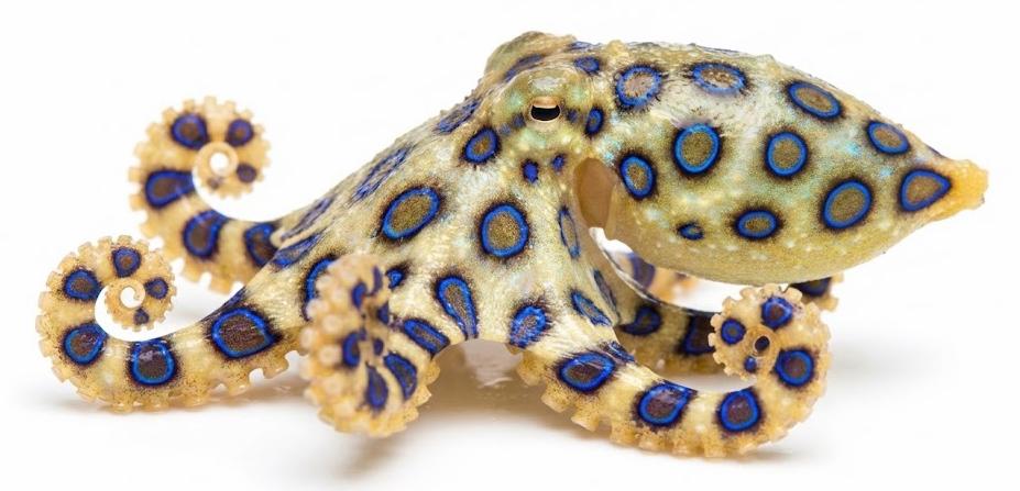  A tiny and sandy-coloured octopus. When it is angry bright glowing blue circles appear all over its body.