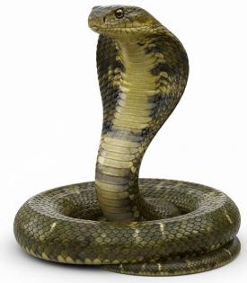  A very long snake that can lift its head high off the ground and flatten the skin around its neck into a wide hood.